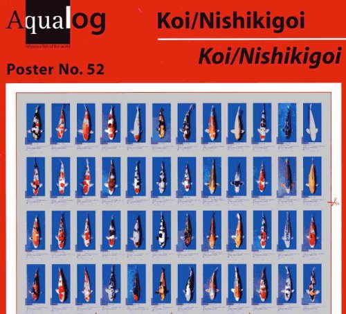 Stock image for Aqualog Fold Poster: Koi - Nishikigoi for sale by GF Books, Inc.