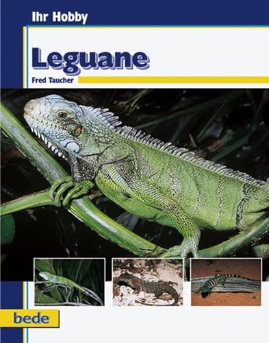 Beispielbild fr Leguane, Ihr Hobby zum Verkauf von medimops