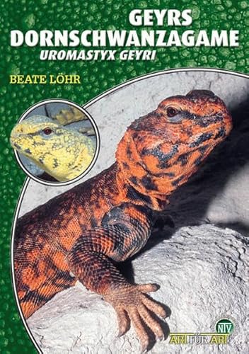 Imagen de archivo de Geyrs Dornschwanzagame: Uromastyx geyri a la venta por medimops