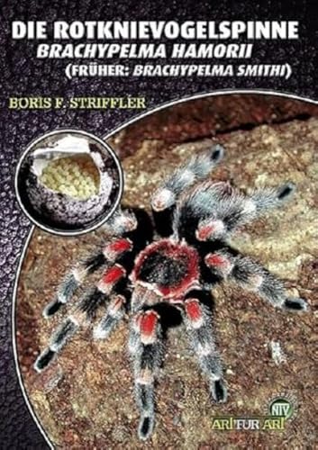 Stock image for Die Rotknievogelspinne. Brachypelma smithi for sale by medimops