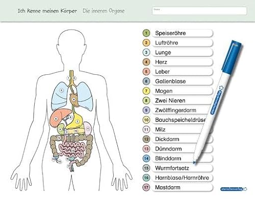 Stock image for Ich kenne meinen Krper - Die inneren Organe -Language: german for sale by GreatBookPrices