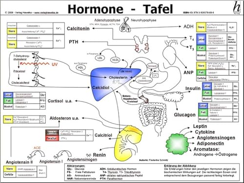 Imagen de archivo de Hormone Tafel -Language: german a la venta por GreatBookPrices