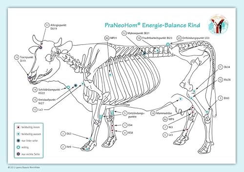 Imagen de archivo de Akupunktur-Tafel Rind/Kuh: PraNeoHom Energiebalance durch Heilen mit Zeichen a la venta por Revaluation Books
