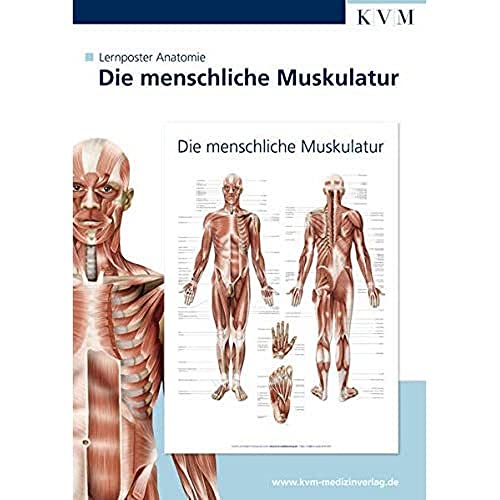 9783940698117: Anatomie Lernposter. Die menschliche Muskulatur