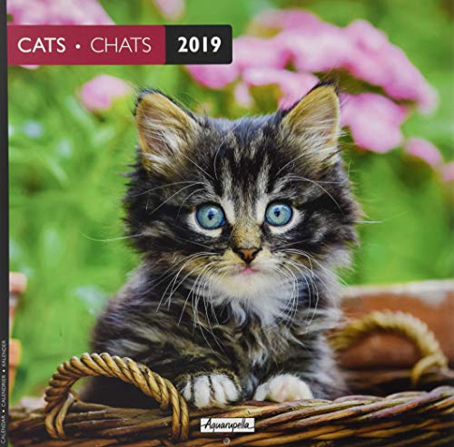 9783945925539: Aquarupella 2019 Cats: 30 x 30 cm Bildkalender