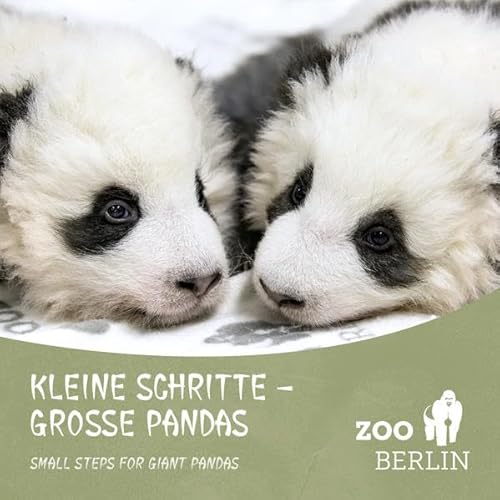 Beispielbild fr Kleine Schritte - Groe Pandas: Die Panda-Zwillinge aus dem Zoo Berlin zum Verkauf von medimops