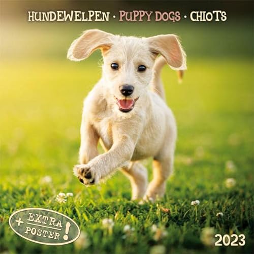 Beispielbild fr Puppy Dogs/Hundewelpen 2023: Kalender 2023 (Artwork Edition) zum Verkauf von medimops