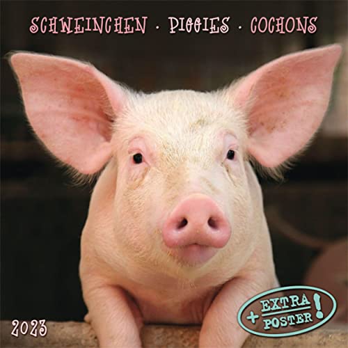 Beispielbild fr Piggies/Schweinchen 2023: Kalender 2023 (Artwork Edition) zum Verkauf von medimops