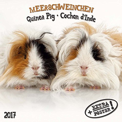 9783960132097: Meerschweinchen / Guinea Pig / Cochon d'Inde 2017 Artwork Edition