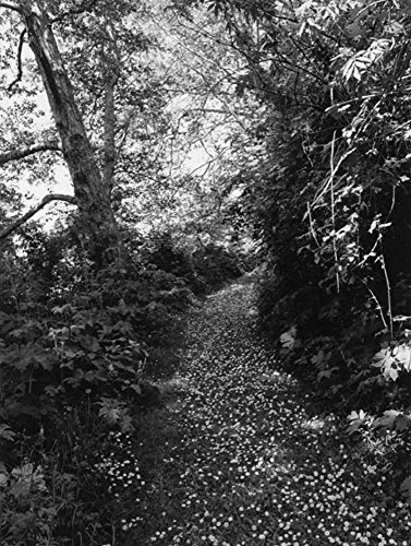 Imagen de archivo de Robert Adams: An Old Forest Road (English) a la venta por Antiquariat UEBUE