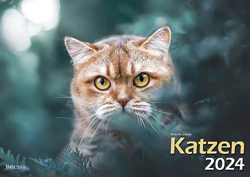 Beispielbild fr Katzen 2024 Bildkalender A3 quer - Natalie Groe zum Verkauf von medimops