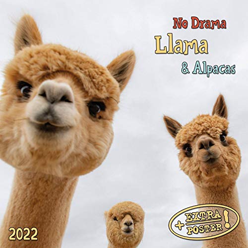 Beispielbild fr No Drama Llama 2022: Kalender 2022 (Artwork Media) zum Verkauf von medimops