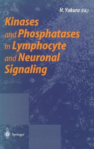 Stock image for Kinases and Phosphatases in Lymphocyte and Neuronal Signaling for sale by Bookmonger.Ltd