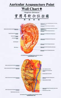 Auricular Acupuncture Point Wall Chart(English-Chinese)