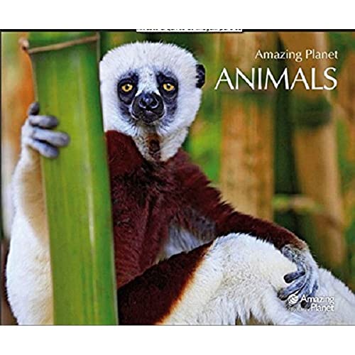 Stock image for Animals for sale by WYEMART LIMITED