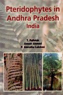 Stock image for Pteridophytes in Andhra Pradesh India for sale by Books Puddle