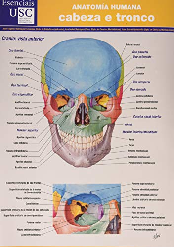 Imagen de archivo de ANATOMA HUMANA a la venta por Antrtica