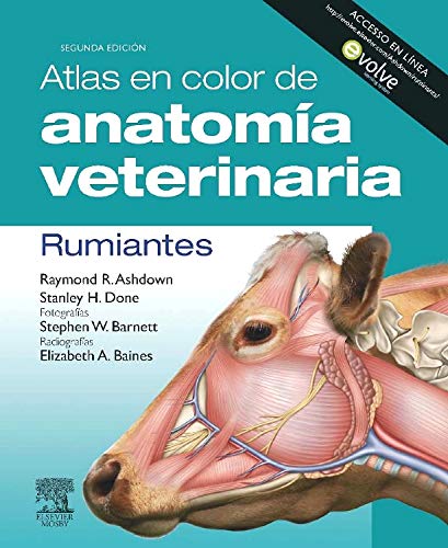 9788480867467: Atlas en color de anatoma veterinaria. Rumiantes + Evolve