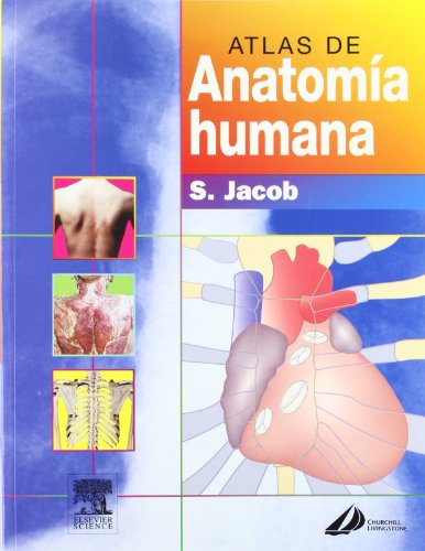 Stock image for Atlas de anatoma humana (Spanish Edition) for sale by Iridium_Books