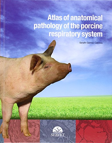 Imagen de archivo de Atlas Of Anatomical Pathology Of The Porcine Respiratory System a la venta por dsmbooks