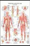 Imagen de archivo de SISTEMA MUSCULAR - POSTER a la venta por Iridium_Books