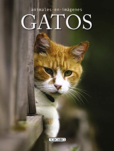 Imagen de archivo de Animales en imgenes: gatos a la venta por LibroUsado | TikBooks