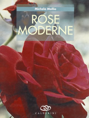 Rose moderne