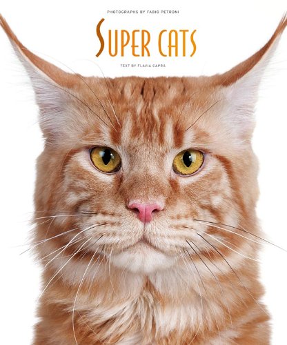 Stock image for Super Cats (Cube Book) for sale by Hay-on-Wye Booksellers