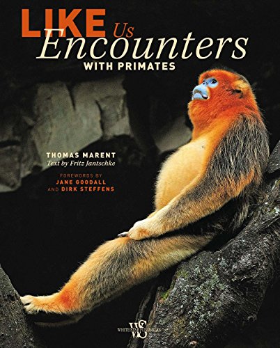 Beispielbild fr Like Us: Encounters with Primates zum Verkauf von Brit Books