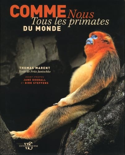 Beispielbild fr Comme nous - Tous les primates du monde zum Verkauf von medimops