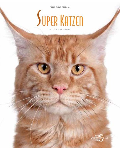 Beispielbild fr Super Katzen! (Natur, Tiere) zum Verkauf von medimops