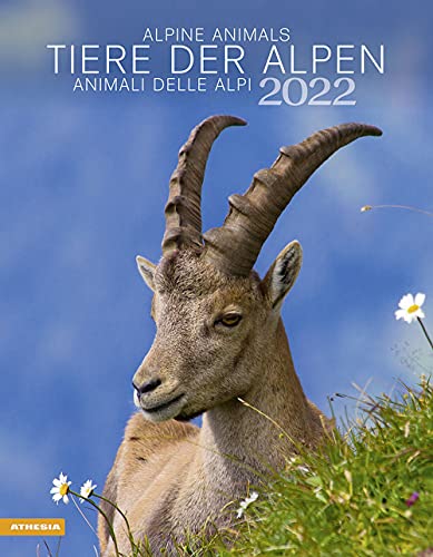 Imagen de archivo de Tiere der Alpen Kalender 2022 - Tier-Kalender - Wandkalender mit Monatskalendarium Platz fr Eintragungen/Notizen - 12 Farbfotos - 30 x 38,5 cm: Animali delle Alpi ? Alpine animals a la venta por medimops