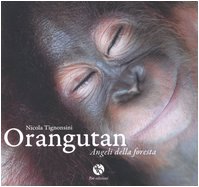 Stock image for Orangutan. Angeli della foresta for sale by medimops