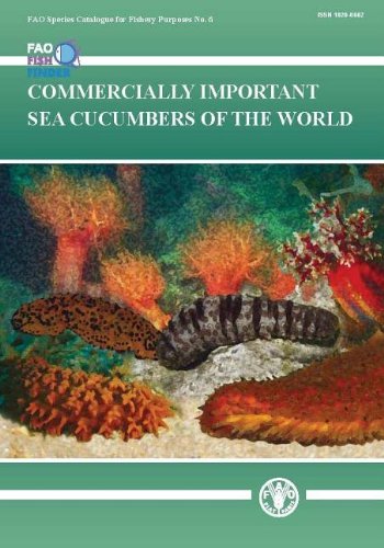 Stock image for Commercially Important Sea Cucumbers Of The World (FAO Species Catalogue for Fisheries Purposes ; No. 6) for sale by Katsumi-san Co.