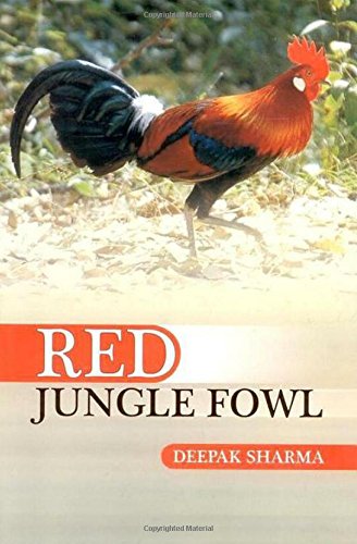 Red Jungle Fowl