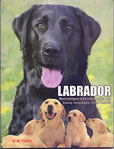 Stock image for Labrador:Most Intelligent and Excellent family dog (Labrador:Most Intelligent and Excellent family dog) for sale by Mispah books