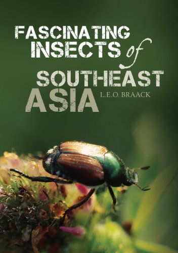 Stock image for Fascinating Insects Of Southeast Asia for sale by Dragonfly Books