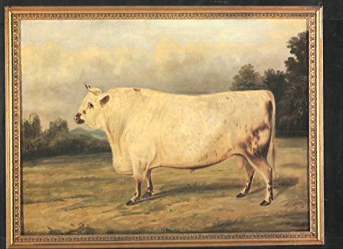 Imagen de archivo de Breeds of Cattle a la venta por GoldenWavesOfBooks