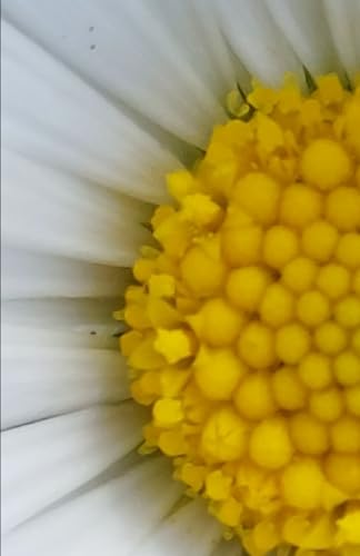 Immagine stock per Flowers and wildflowers