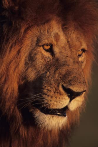 9798402571938: Lion Drawing Book Part 1