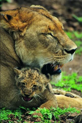 Stock image for LION DRAWING BOOK for sale by Ria Christie Collections