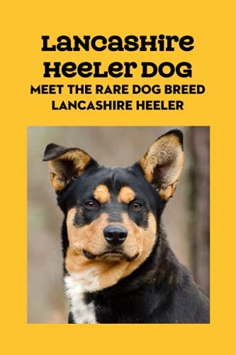 Beispielbild fr Lancashire Heeler Dog: Meet The Rare Dog Breed Lancashire Heeler: Lancashire Heeler Dog Info, Temperament, Puppies, Pictures zum Verkauf von Ria Christie Collections