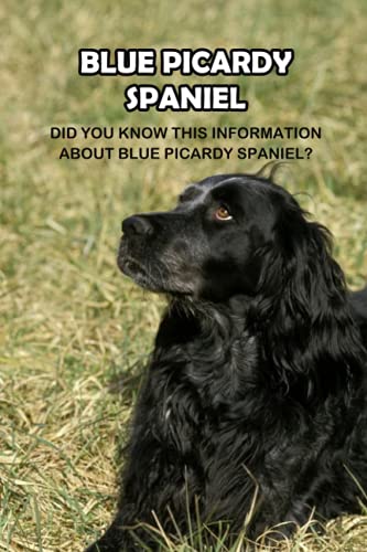 Beispielbild fr Blue Picardy Spaniel: Did You Know This Information About Blue Picardy Spaniel?: Blue Picardy Spaniel Dog Breed Information zum Verkauf von Ria Christie Collections