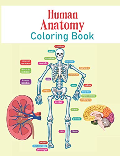 Download Netter S Anatomy Coloring Book Abebooks