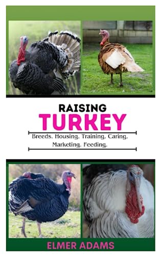 Beispielbild fr Raising Turkeys: Breads, Housing, Training, Caring, Marketing, Feeding zum Verkauf von GreatBookPrices